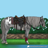 Horse Color:Black Appaloosa 
