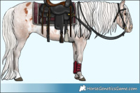 Horse Color:White Spotted Silver Bay Appaloosa 