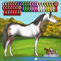 Horse Color:Liver Chestnut Mushroom Sabino Frame 