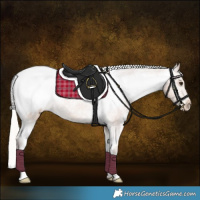 Horse Color:Silver Bay Appaloosa 