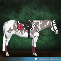 Horse Color:White Spotted Silver Black Splash Appaloosa 