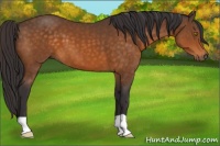 Horse Color:Buckskin 