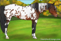 Horse Color:White Spotted Bay Appaloosa