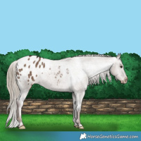 Horse Color:Liver Red Dun Appaloosa 
