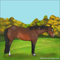Horse Color:Bay Sabino 