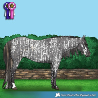 Horse Color:Buckskin Roan Appaloosa  and Smoky Blue Roan 