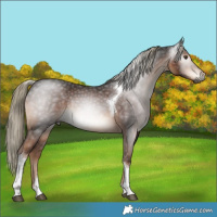Horse Color:Gray Liver Chestnut Mushroom Tobiano Rabicano