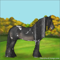 Horse Color:White Spotted Black Rabicano 