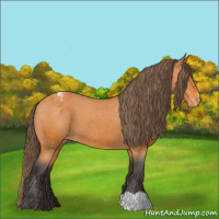 Horse Color:Buckskin Appaloosa 