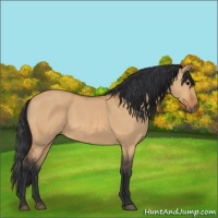 Horse Color:Bay Dun