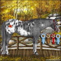 Horse Color:Blue Roan Sabino Splash Appaloosa and Blue Roan Sabino Splash Frame Appaloosa