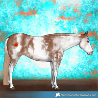 Horse Color:White Spotted Chestnut Sabino 