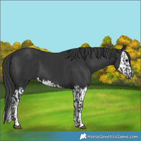 Horse Color:Black  and Black Splash 