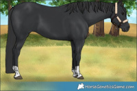 Horse Color:Black and Black