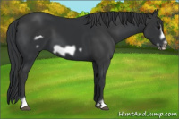 Horse Color:Black  and Black Frame 