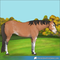 Horse Color:Bay Sabino 