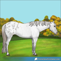 Horse Color:Grullo Roan Appaloosa 
