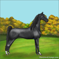 Horse Color:Black  and Black 