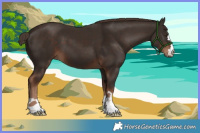 Horse Color:Liver Chestnut 