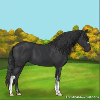 Horse Color:Black  and Black 