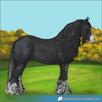 Horse Color:Black  and Black Splash 