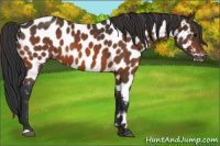 Horse Color:Bay Appaloosa