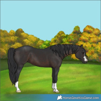 Horse Color:Brown 