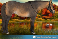 Horse Color:Buckskin 