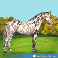 Horse Color:Bay Near Leopard  and Amber Champagne Near Leopard 