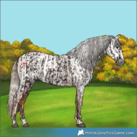 Horse Color:Liver Chestnut Rabicano  and Gray Gold Champagne Pearl Rabicano 