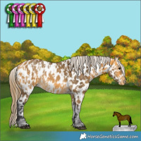 Horse Color:Buckskin Near Leopard  and Buckskin Near Leopard Rabicano 