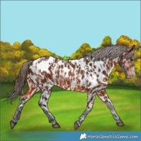 Horse Color:Bay Appaloosa  and Bay Frame Appaloosa 