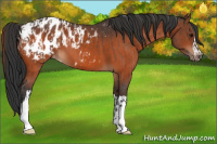 Horse Color:Bay Appaloosa  and Bay Appaloosa 