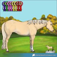 Horse Color:Palomino Dun Tobiano 