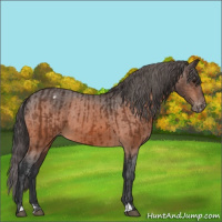 Horse Color:Bay Appaloosa  and Bay Appaloosa 