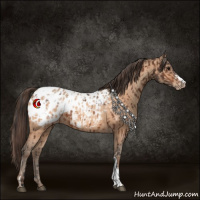 Horse Color:Bay Appaloosa and Amber Champagne Appaloosa