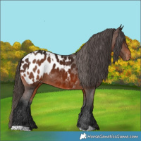 Horse Color:Bay Appaloosa  and Gray Bay Appaloosa 