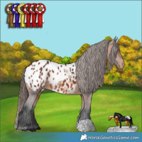 Horse Color:Bay Appaloosa  and Bay Appaloosa 