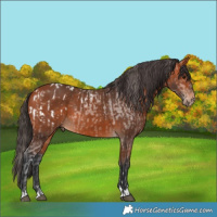 Horse Color:Bay Appaloosa  and Bay 