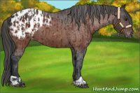 Horse Color:Brown Appaloosa  and Brown Appaloosa 