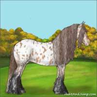 Horse Color:Bay Dun Near Leopard  and Bay Dun Near Leopard 