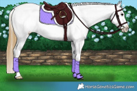 Horse Color:Buckskin Appaloosa  and Buckskin Appaloosa Rabicano 