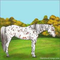 Horse Color:Bay Appaloosa  and Bay Appaloosa 