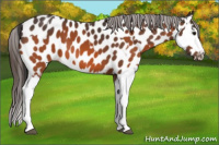 Horse Color:Bay Near Leopard  and Bay Splash Near Leopard 
