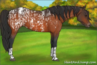 Horse Color:Bay Appaloosa  and Bay Appaloosa 