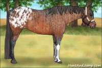 Horse Color:Bay Appaloosa and Bay Appaloosa