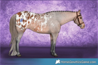 Horse Color:Bay Appaloosa  and Bay Appaloosa 