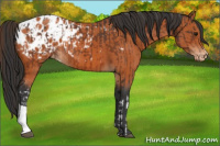 Horse Color:Bay Appaloosa  and Bay Appaloosa 