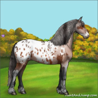 Horse Color:Bay Appaloosa and Bay Frame Appaloosa