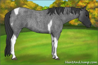 Horse Color:Blue Roan Tobiano Rabicano